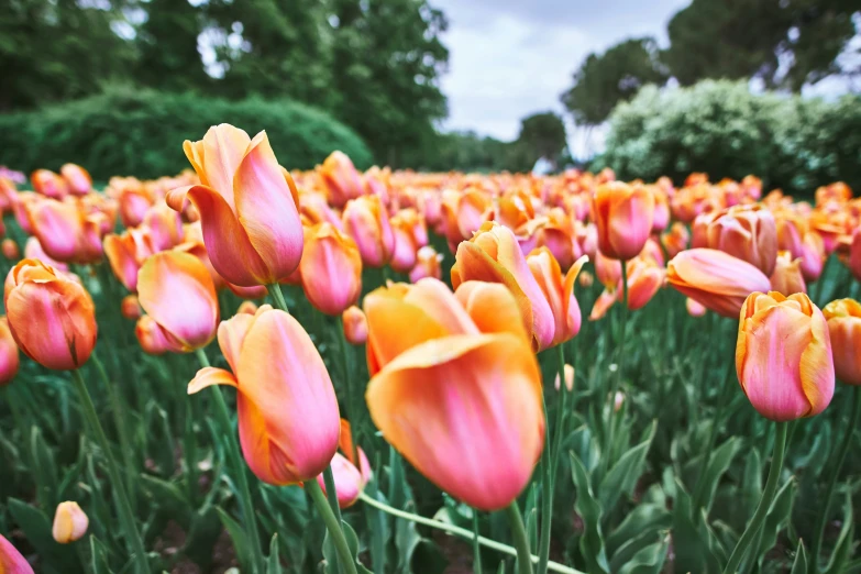 rows of tulips, red and orange with yellow stalat