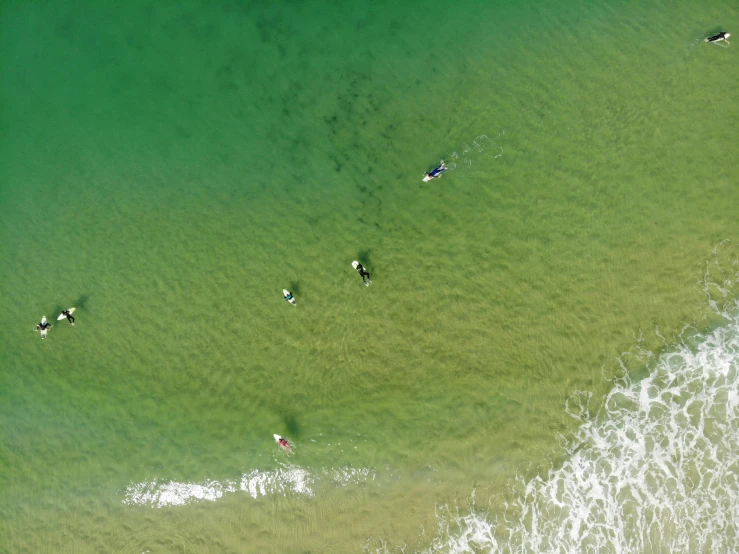 an aerial view of several people paddling on surf boards