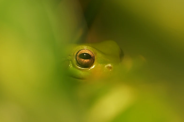 a close up po of a frog's eye