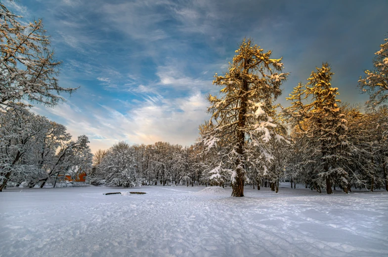 an image of snow with trees in the background