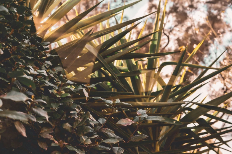 plants on the ground and some tree nches