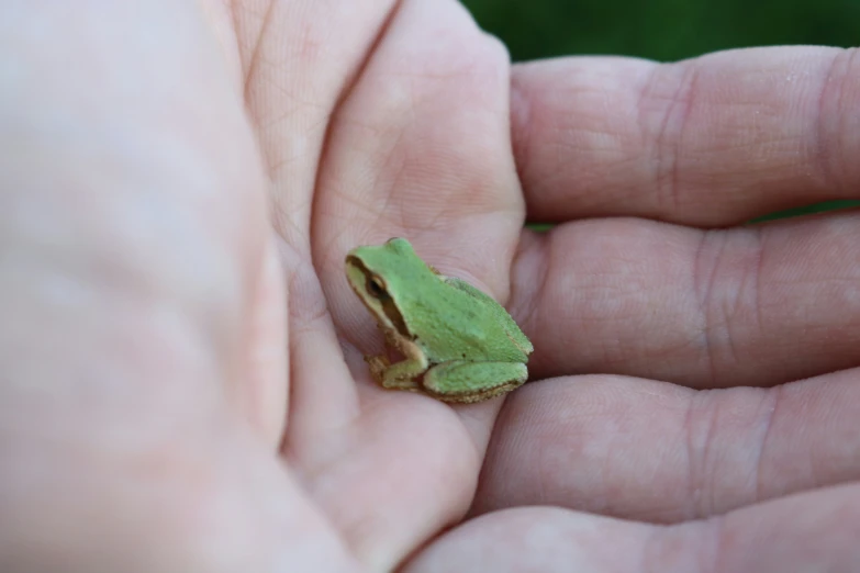 a green toad sits in the palm of someones hand