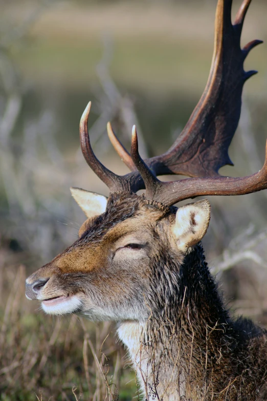 a close up of the head of a deer