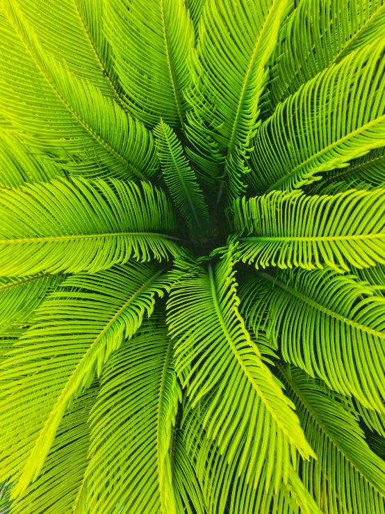 the underside view of an ornamental palm tree