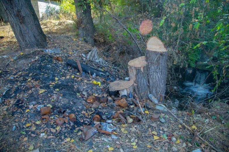 a group of trees cut down next to a river