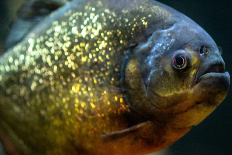 an angle - view po of a fish in closeup