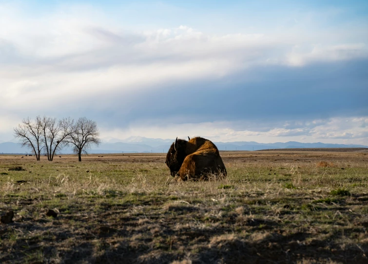 two elephants standing in an open field with mountains and trees behind them