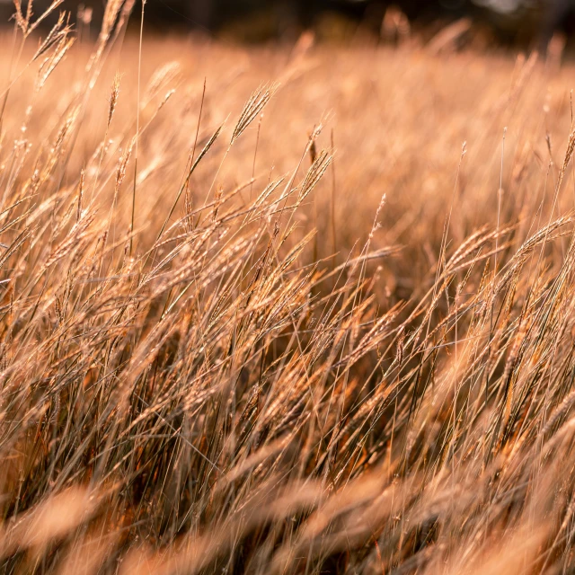 some tall dry grass with leaves on it