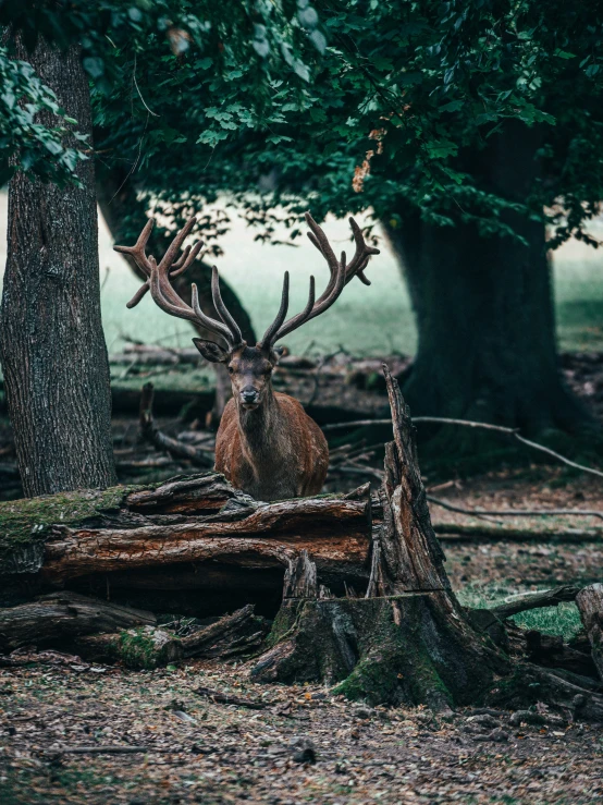 a red deer is sitting by the trees