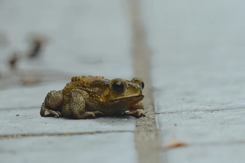 the frog is sitting outside on the ground