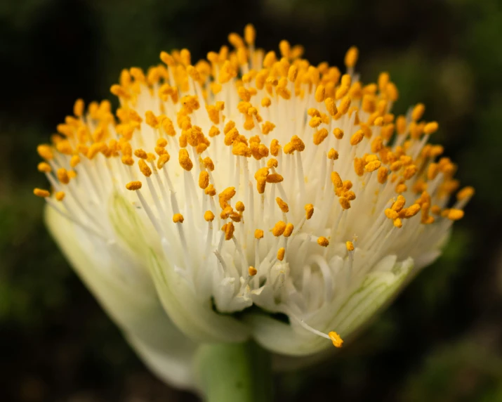 a white and yellow flower with small orange stamen