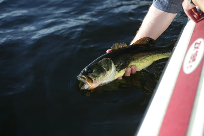 a small fish caught on the side of a boat in someone's hand