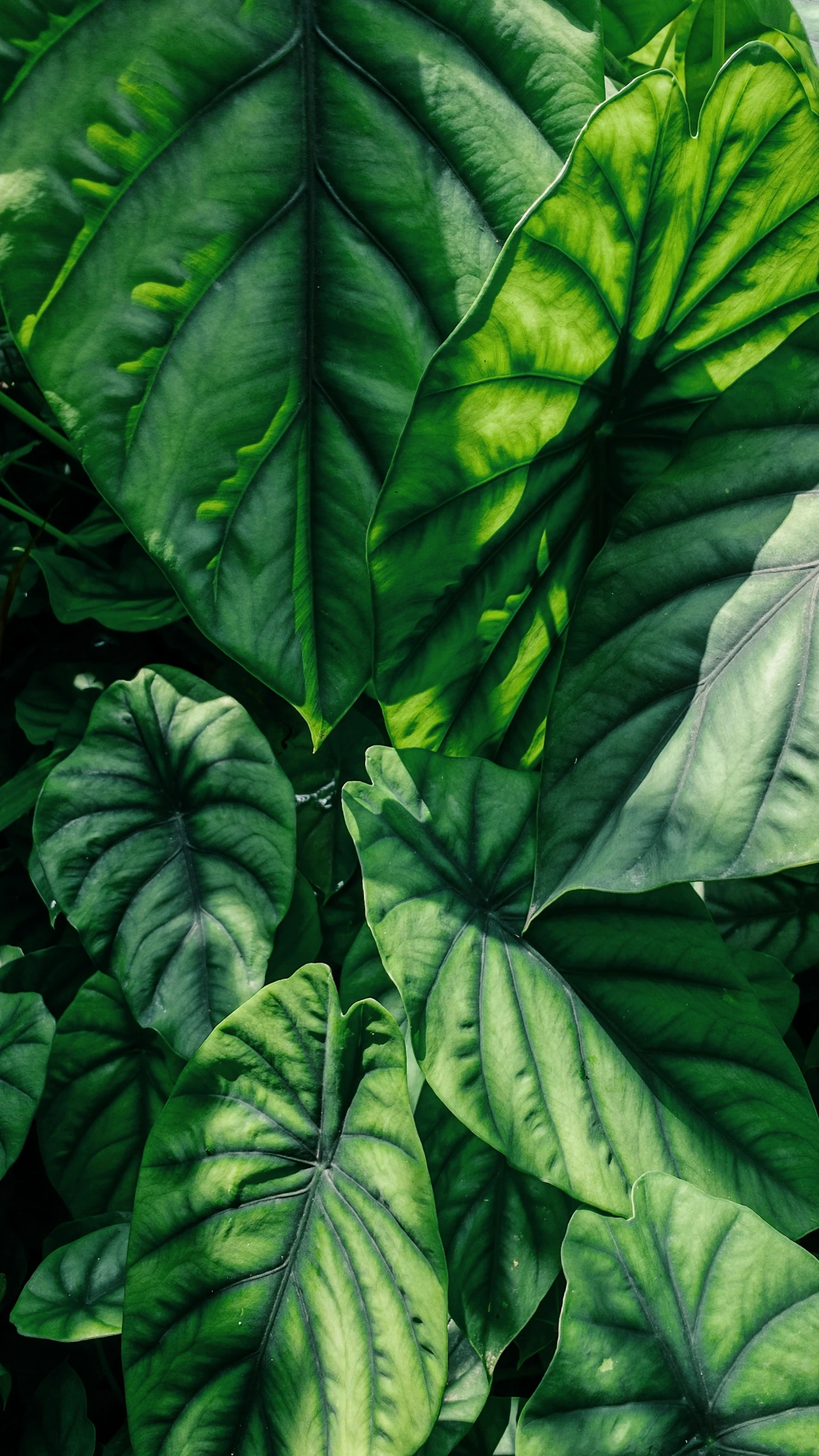 some green leafy plants that are growing together