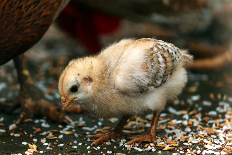 an up close look at the baby bird with food all over it's body