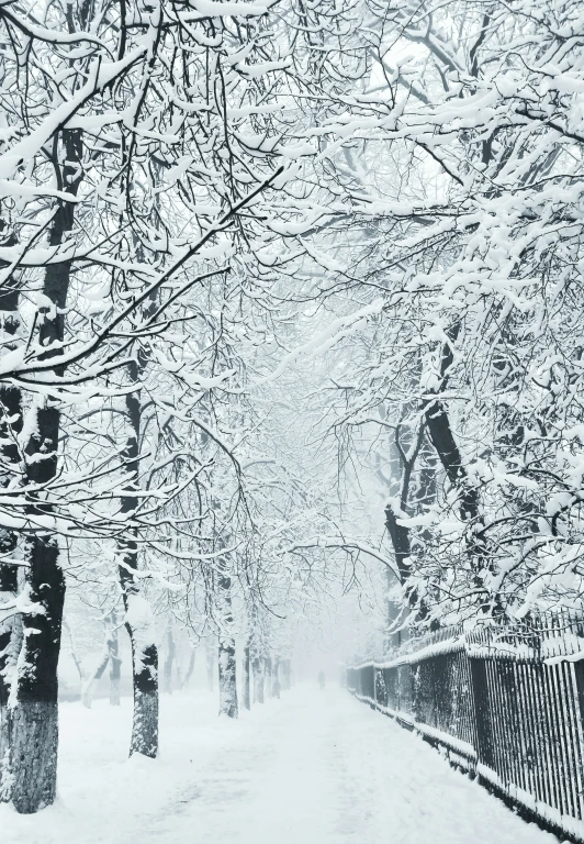 a snowy sidewalk that has many trees in it