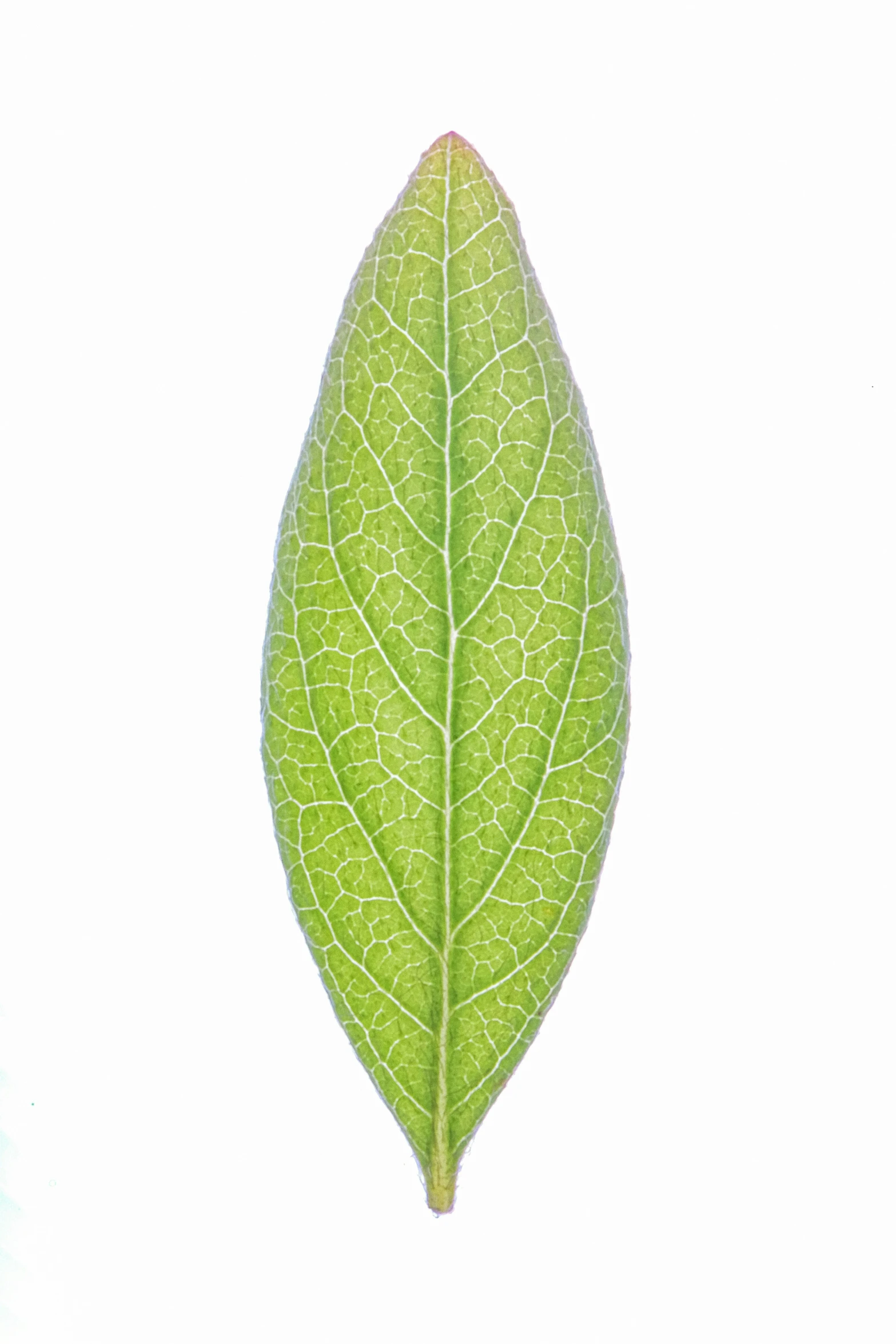 the green leaf is on a white background