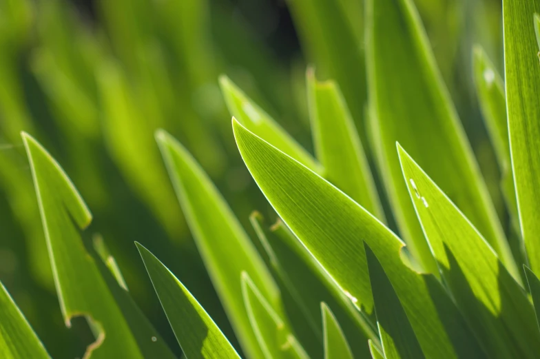 close up s of the light green blades of a plant