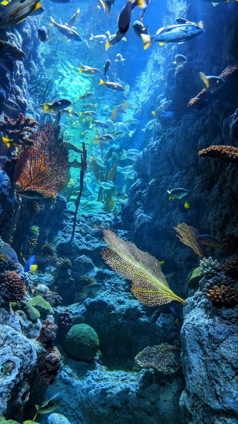 a variety of fish swimming under a blue ocean