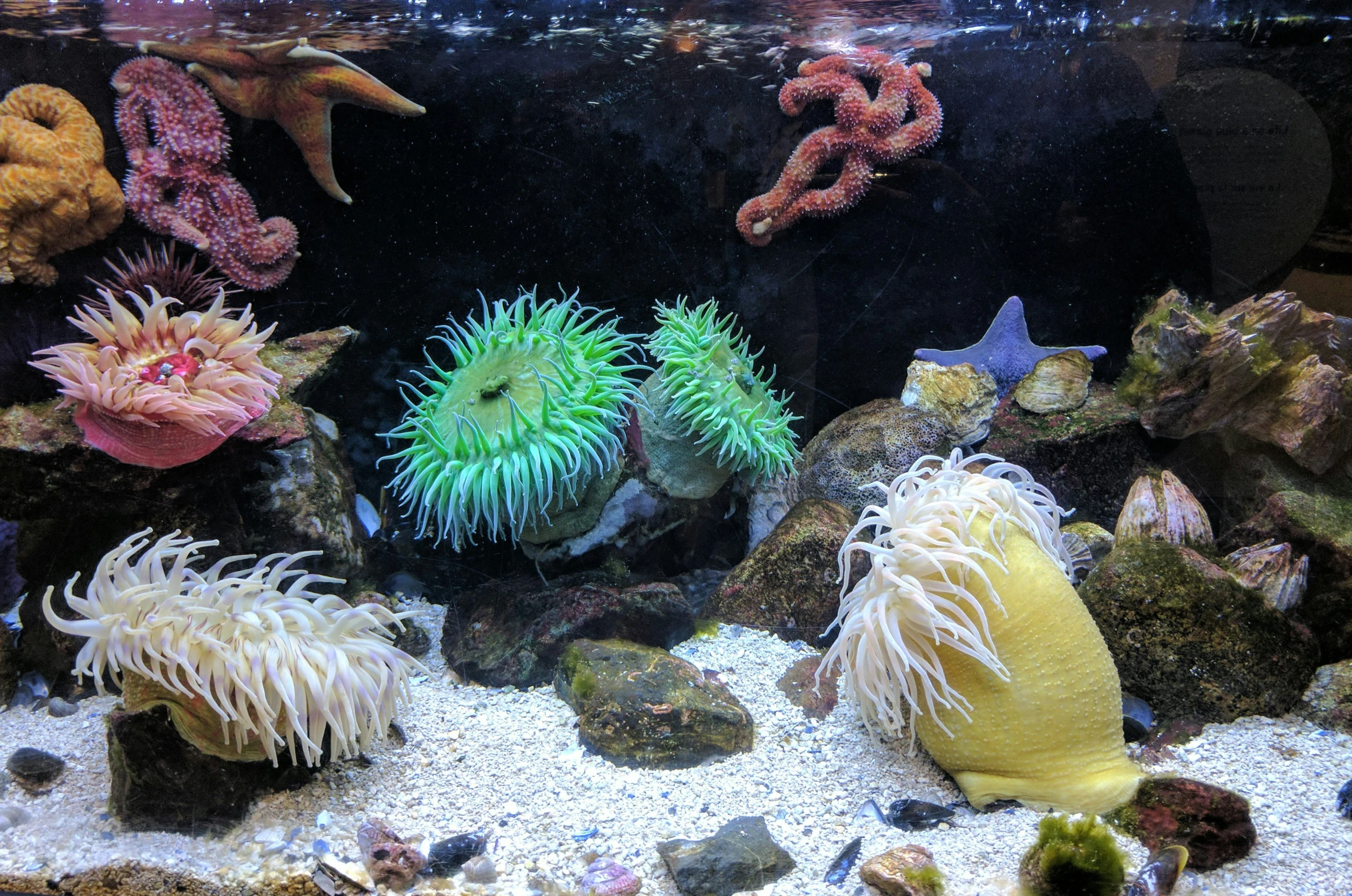 an aquarium with many different types of sea life