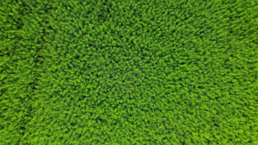 a close up image of grass that is not yet sprinkled