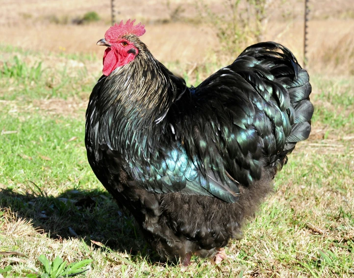 the black chicken is standing alone in the grass