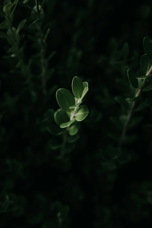 two leaves in dark night time area