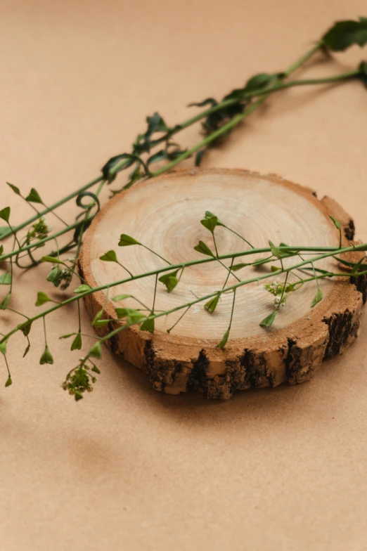a piece of wood is shown with greenery