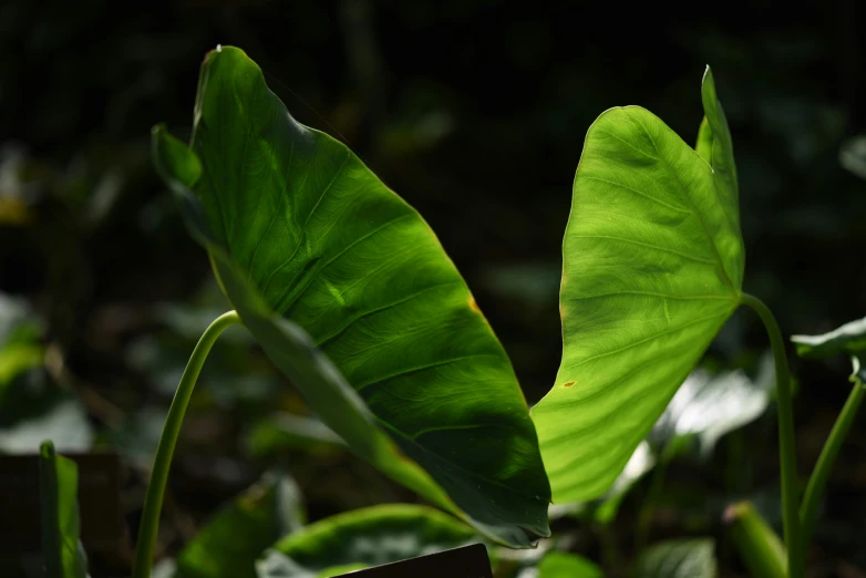 a plant with large, green leaves on the top