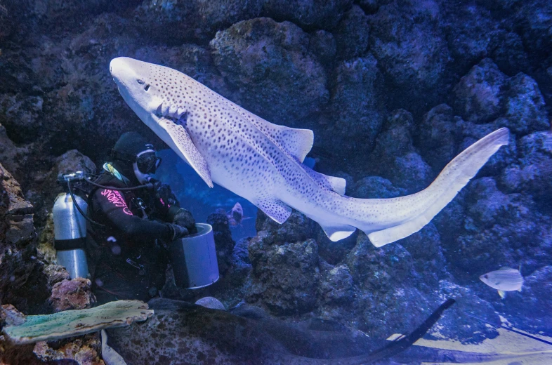 the scuba is using an underwater camera to take a po