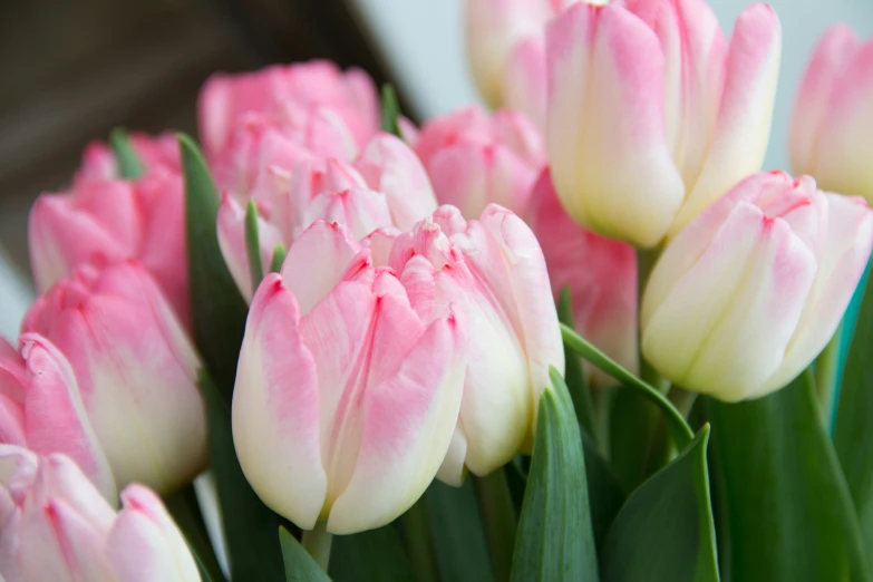 the stems of pink tulips are almost in full bloom