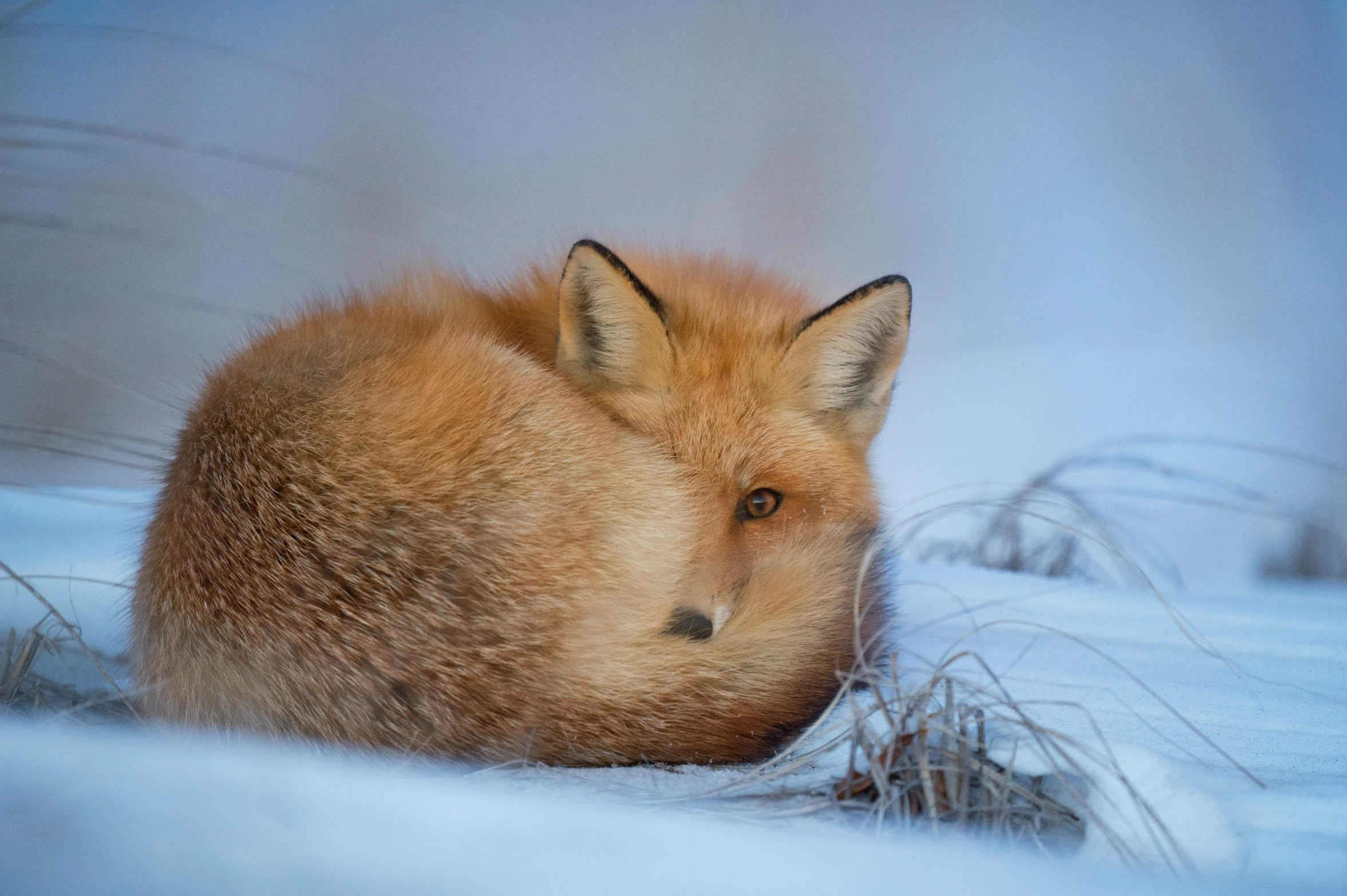 a brown fox sleeping in the snow