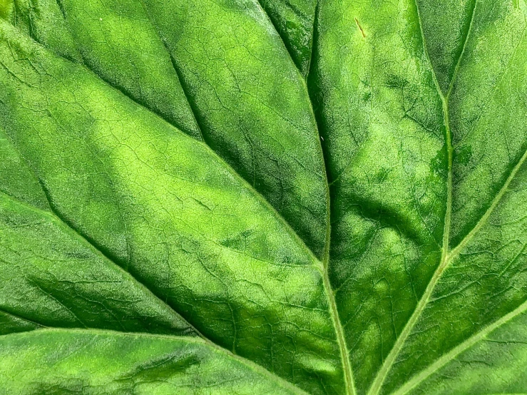a closeup of some green leaves
