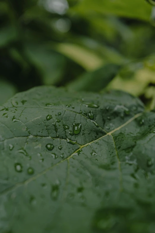 the water droplets on the leaves are not very much visible