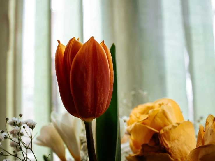 a group of flowers with large buds in it