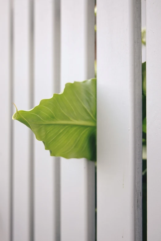 green leaf hanging on white wall and wooden fence