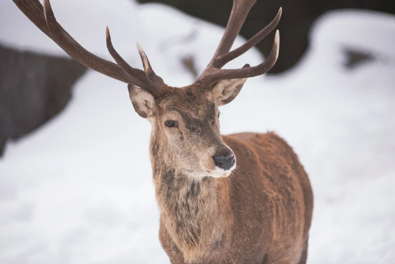 there is a very large deer with large horns