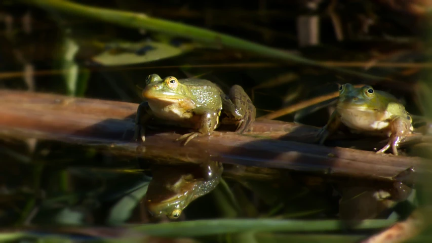 two small frogs are on a leaf in the water