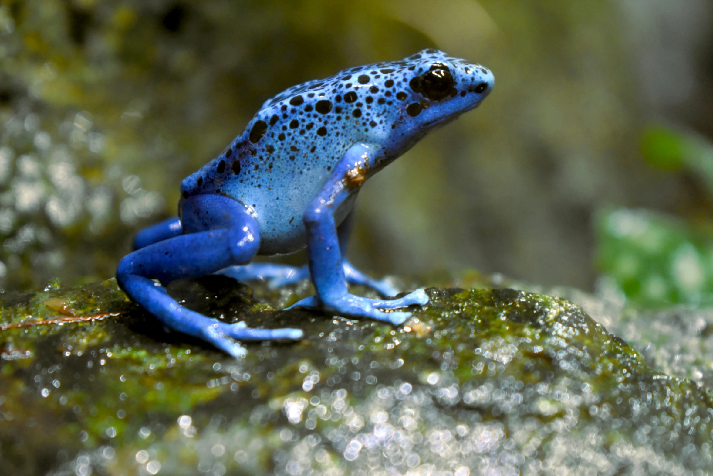 a bright blue and black frog on a mossy rock