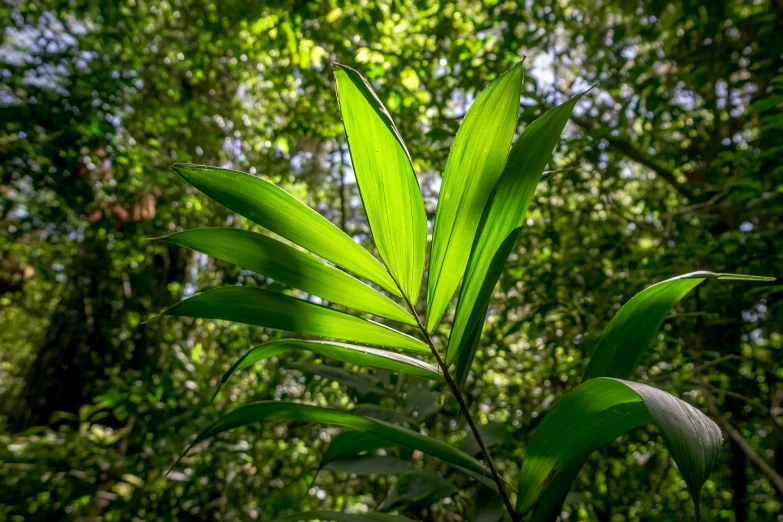 a green plant with the leaves in the sunlight