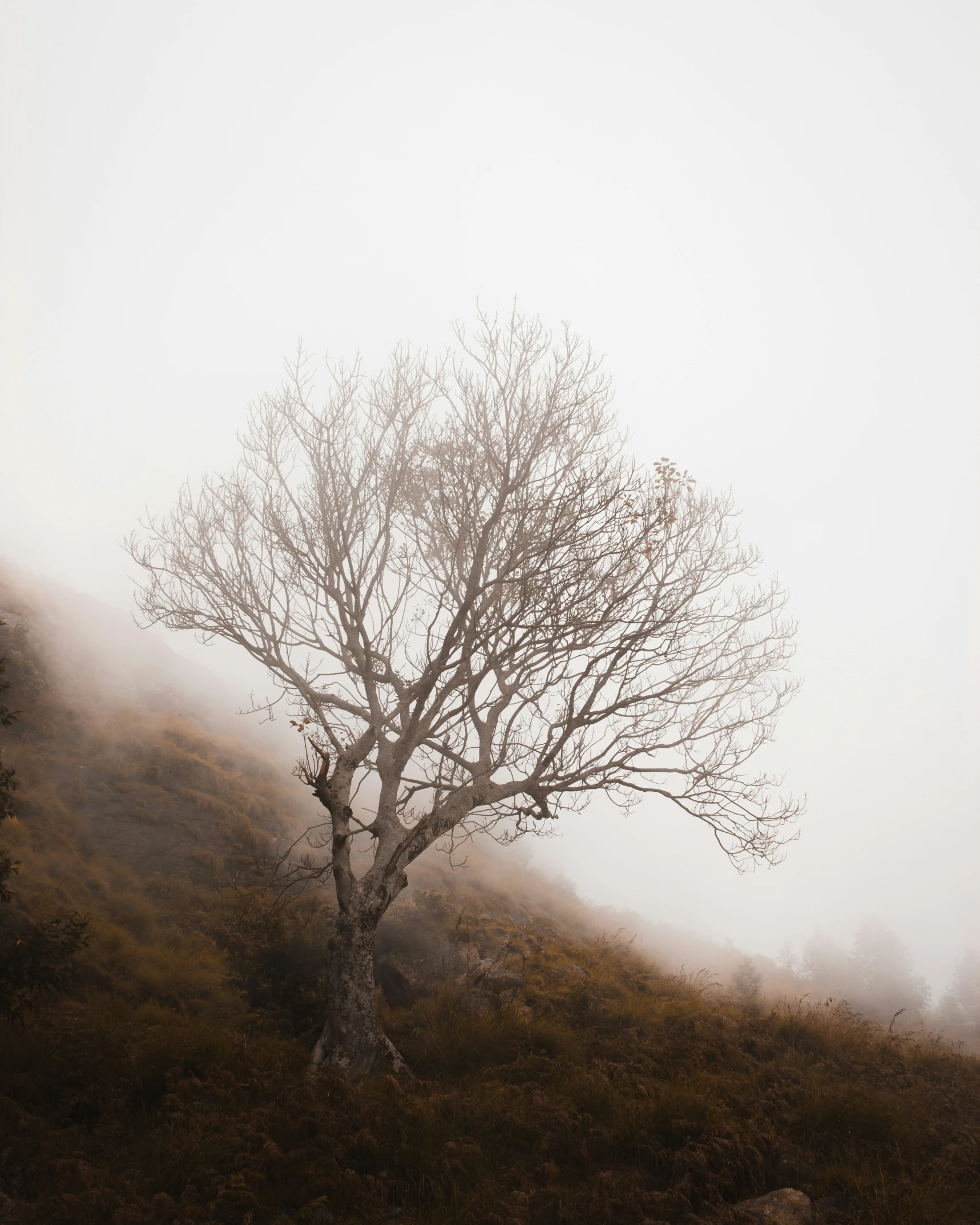 a lone tree in the foggy mountains