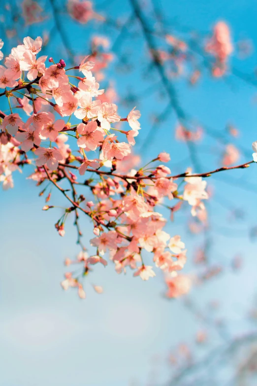 flowers that are blooming on a nch near a sky