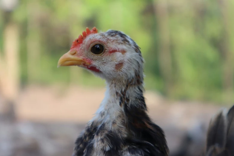 a close up of a chicken looking at the camera