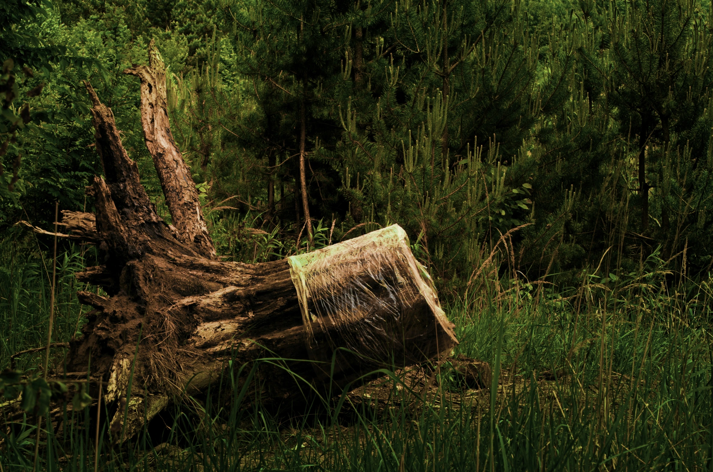 a fallen tree trunk and some bushes