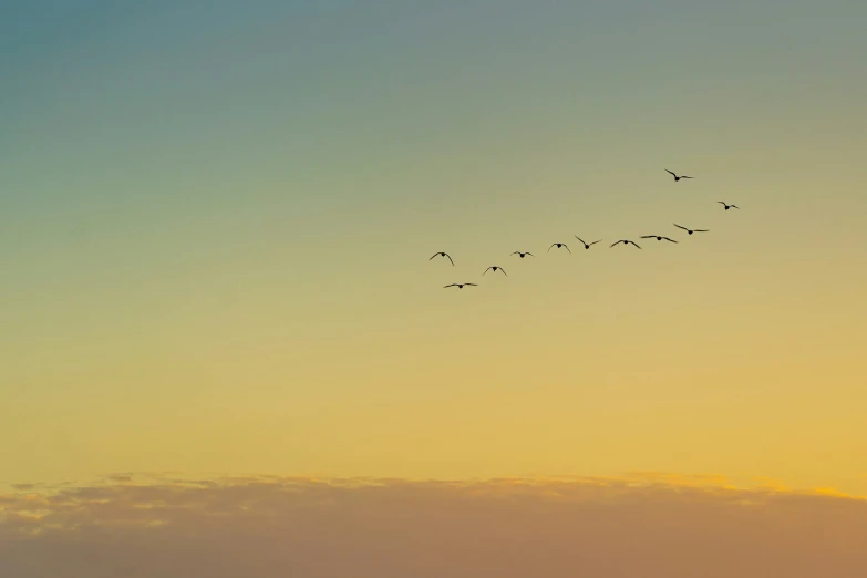 a flock of birds fly through the air above a yellow sky