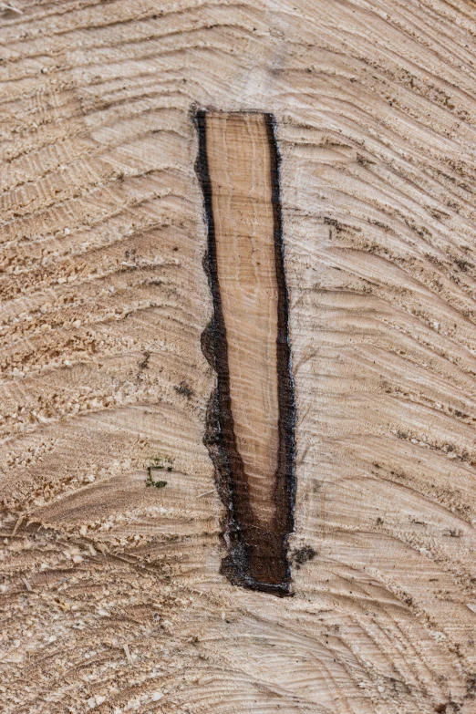 the trunk of a tree is marked with wood