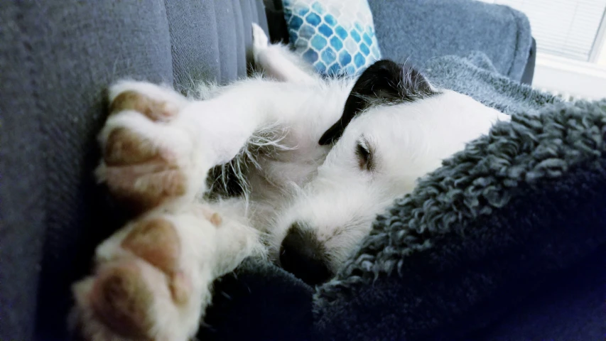 a white and brown dog sleeping on a couch with its paws up