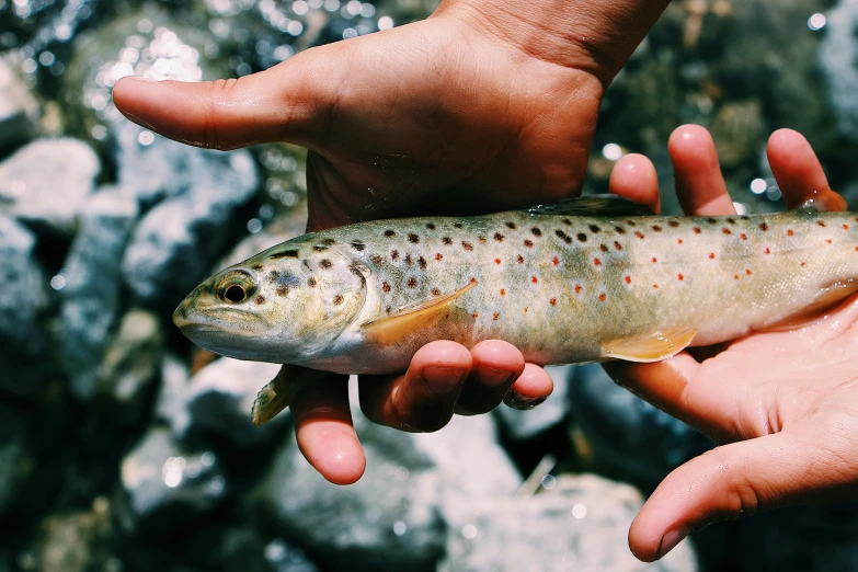 a brown fish sitting on top of a rock covered shore