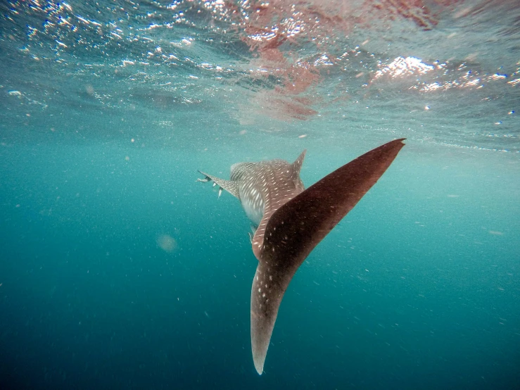 this is a picture of a whale in the water