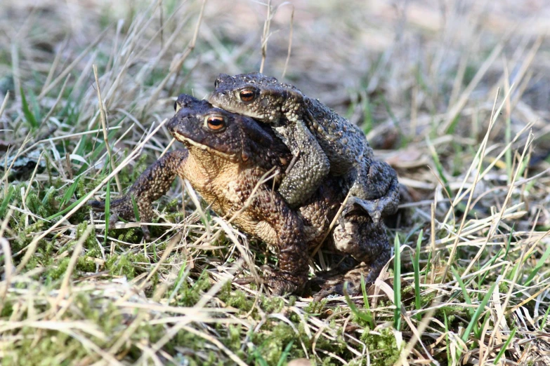 a toad in the middle of some tall grass