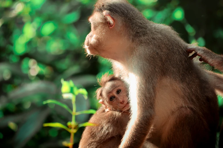 a monkey holds on to its young on the other